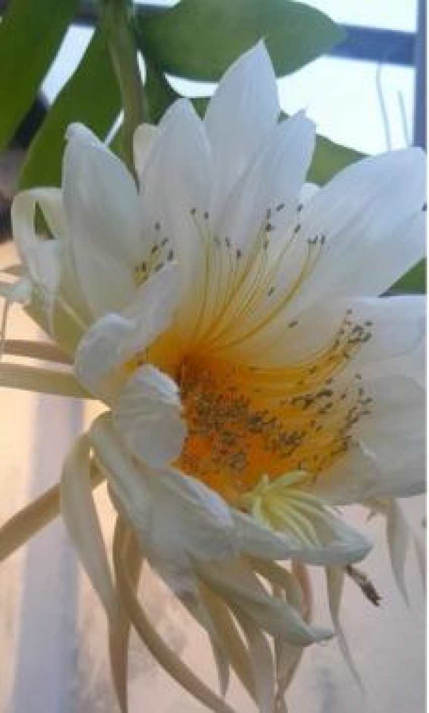 Невероятной красоты «золотой» кактус могут увидеть и камышане в Волгоградском ботаническом саду