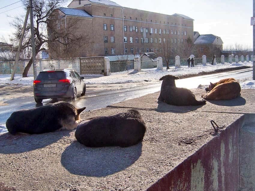 Какой муниципалитет в Волгоградской области стал пионером по штрафам за собак на самовыгуле