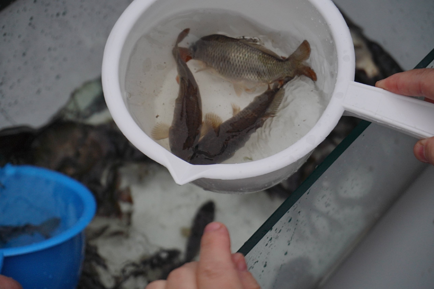 "Водорослям крышка!» - так назвали юные амбассадоры свою акцию и выпустили в Волгу тысячи мальков сазана