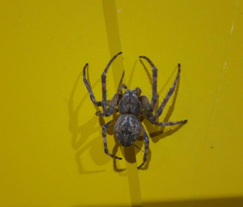 Пользователи собрали в соцсетях жутковатую коллекцию камышинских пауков