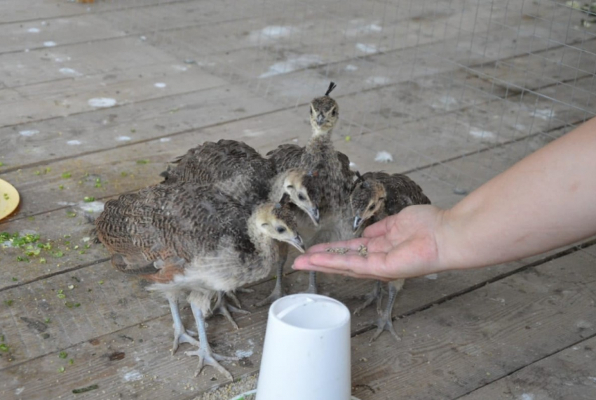 "Битва» парковых зоосадов: в Камышине лебеди, а в Жирновске - павлины!