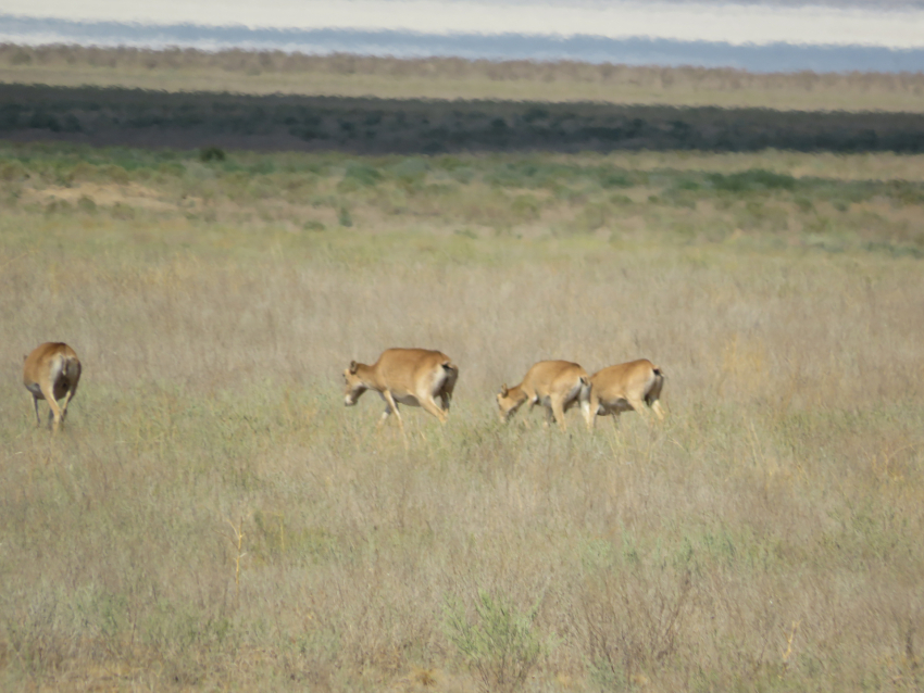 Где в Волгоградской области больше всего «прописано» сайгаков