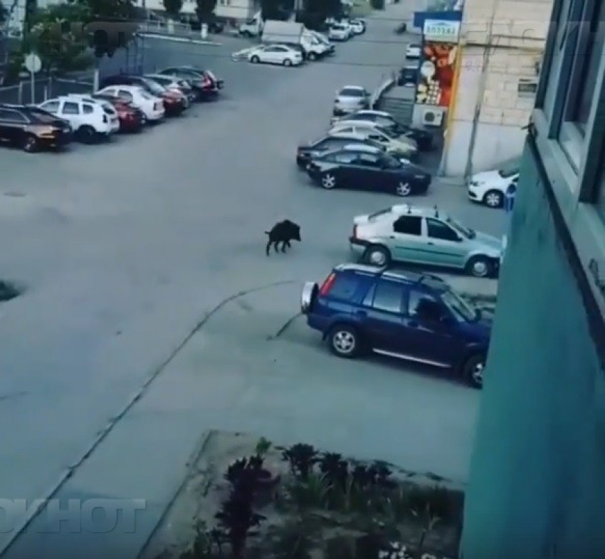 "Цивилизованный» кабан прижился в Волгограде и бродит по улицам