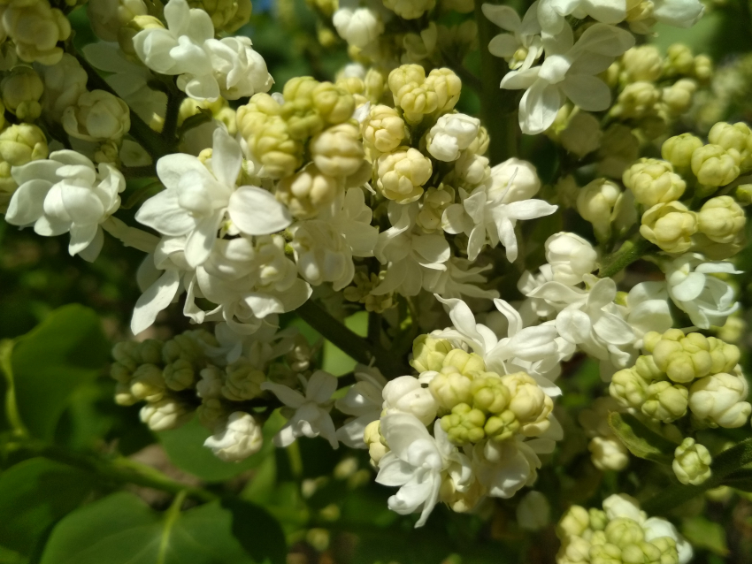 В Камышине пройдет первый «пробный» майский дождь