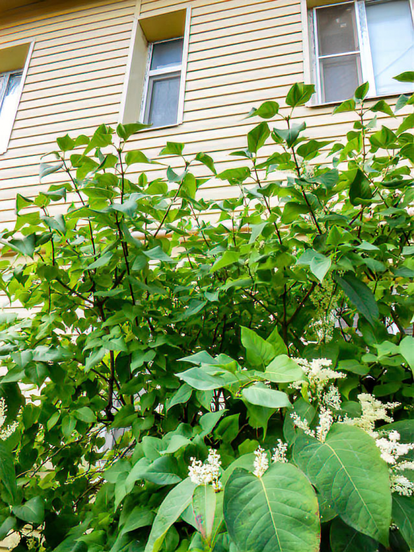 Коммунальщики Камышина приступают к новым отключениям света сегодня, 19 сентября