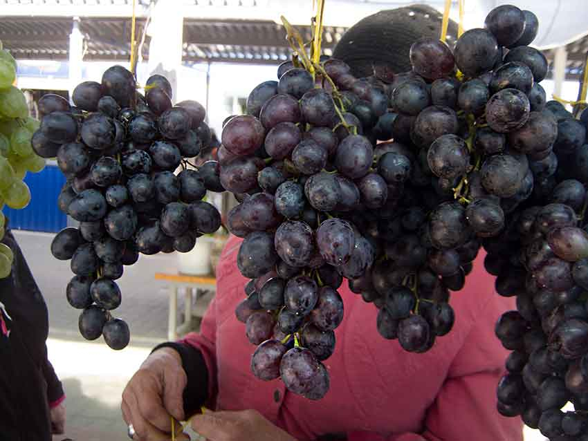 В Камышине настала виноградная пора