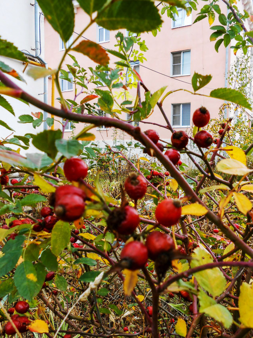 Ненастная погода, да еще и с магнитной бурей, ожидается в Камышине сегодня, 28 октября