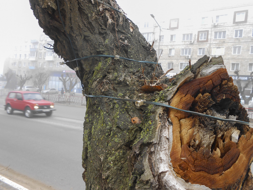 В Камышине начали опутывать деревья на центральных улицах новогодними гирляндами