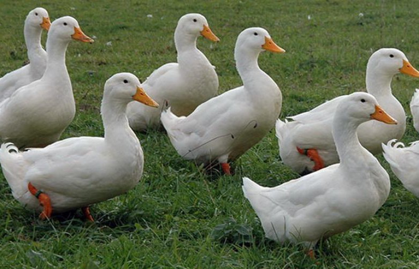 Суд разбирался в истории с владелицей хаски: собаки порвали дорогих породистых уток в Котово