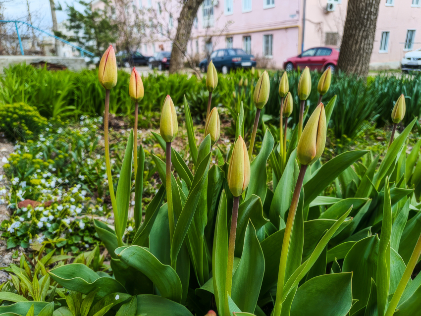 В Камышине, несмотря на холод, лопаются бутоны тюльпанов