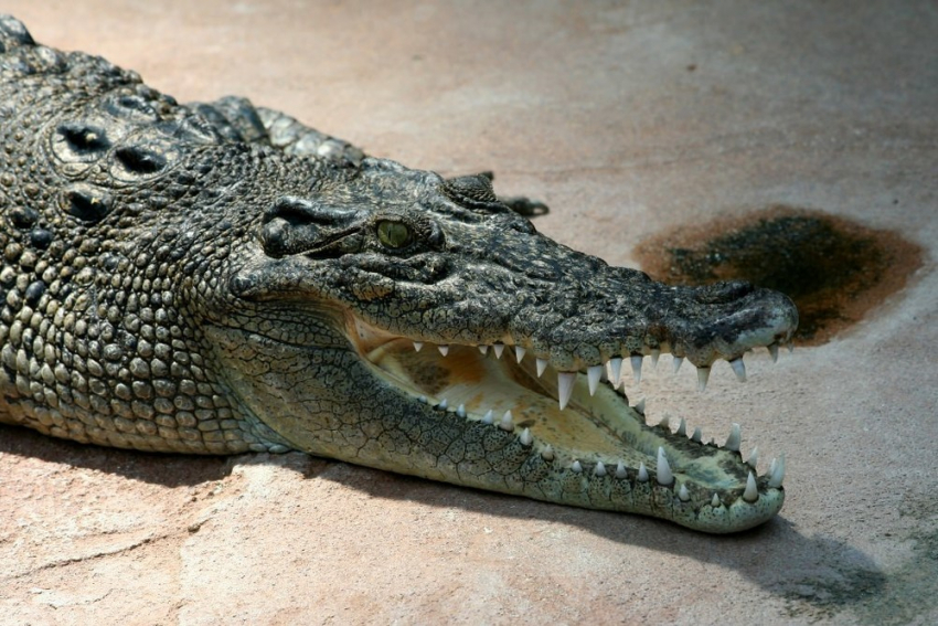 "Блокнот Волгограда": в Волгоградской области перестали покупать крокодилов