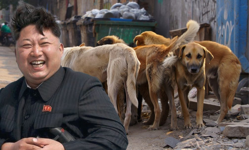 Ким Чен Ын заявил, что Северная Корея готова взять на себя решение проблемы бездомных собак в России