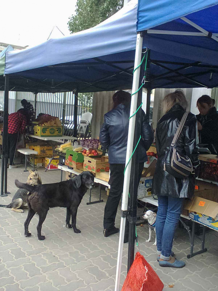 Пассивность властей в истории с бездомными псами провоцирует жестокость у горожан, - камышанка