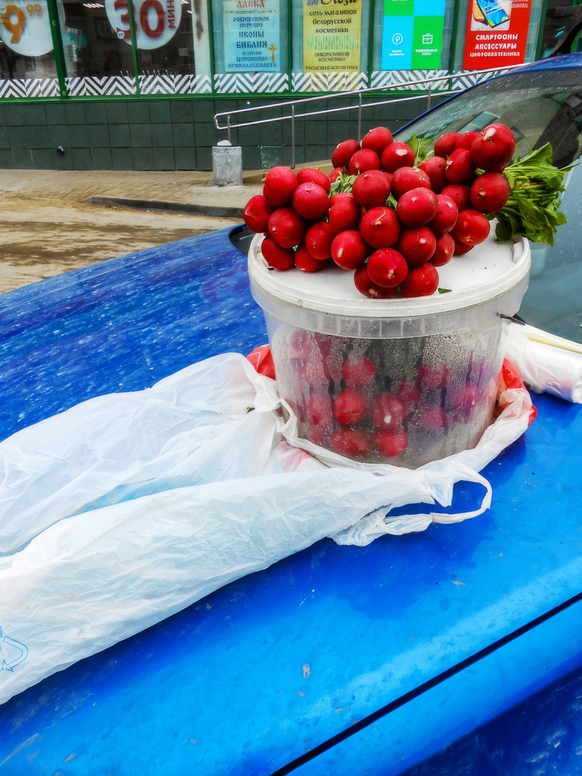 Камышане вырастили и выложили на продажу свежую редиску