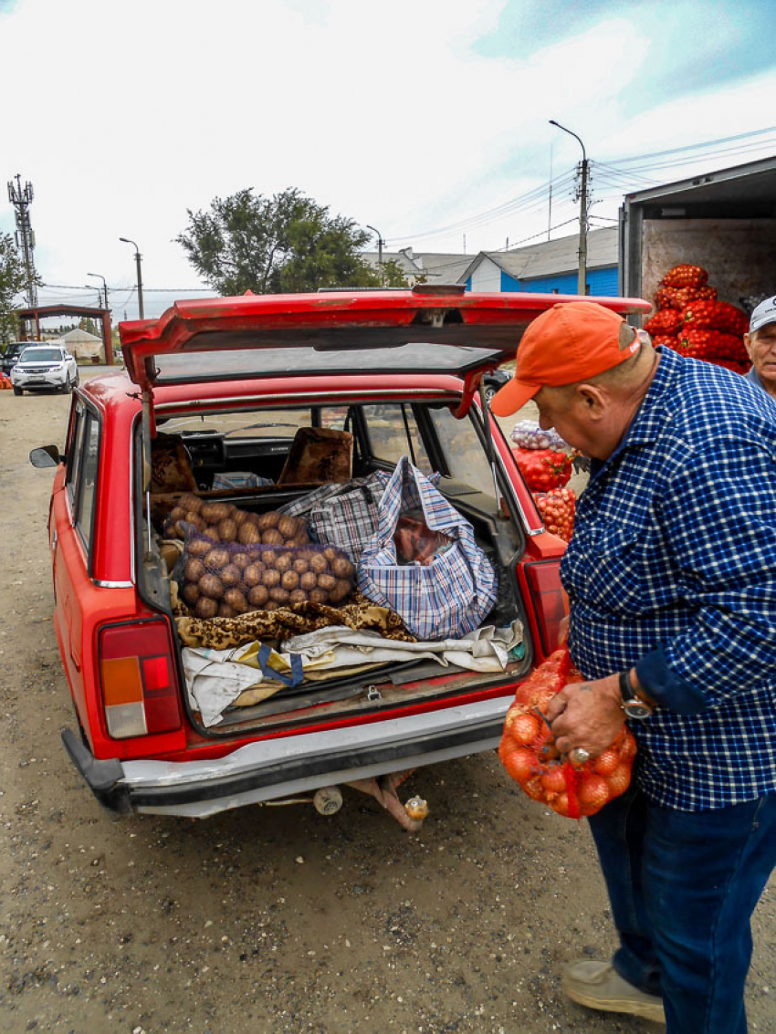 В Камышине разброс цен на картошку под зимние заготовки составляет от 30 до 45 рублей