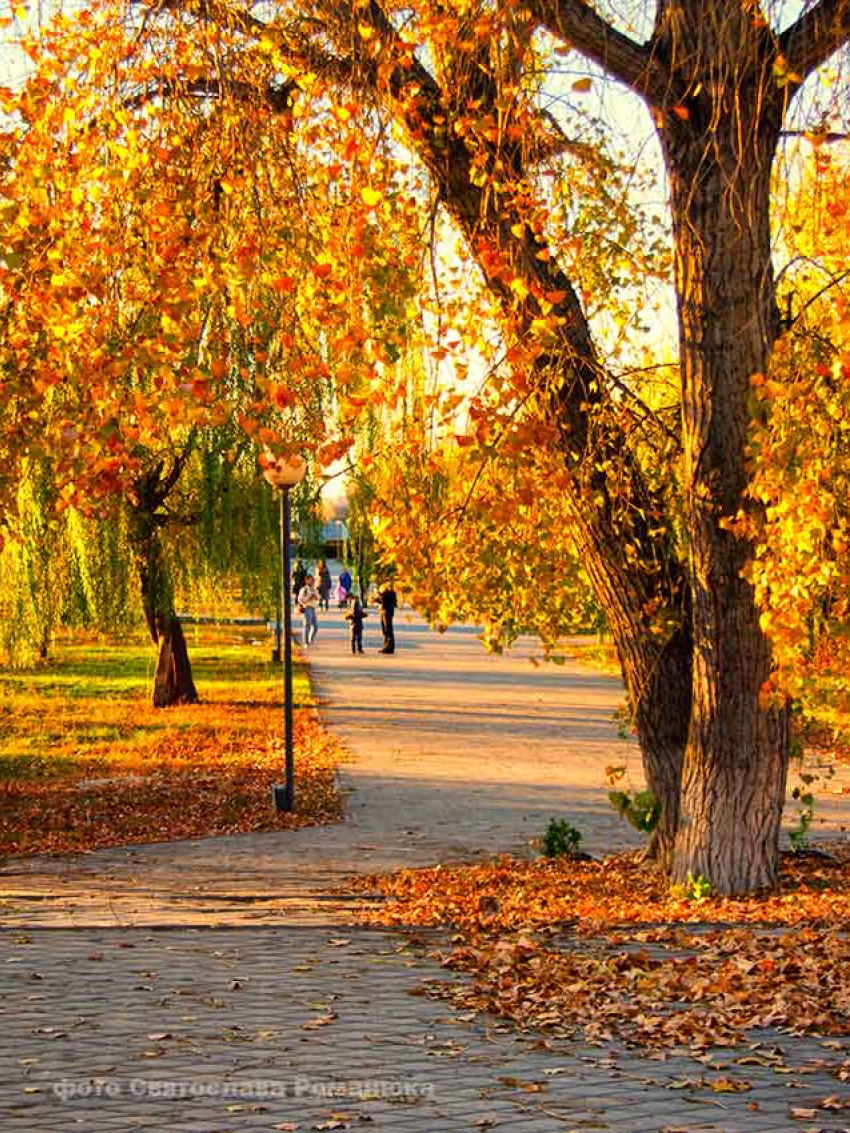 Легкий утренний туман и южный ветер - пятница будет в Камышине теплой для ноября