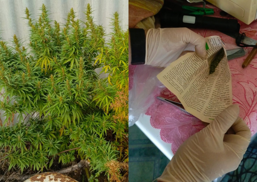 В Камышине фигурант подсушил себе садовой конопли «к чаю"