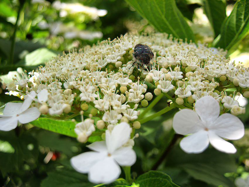 Свежо - перед волной тепла: погода в Камышине 21 мая