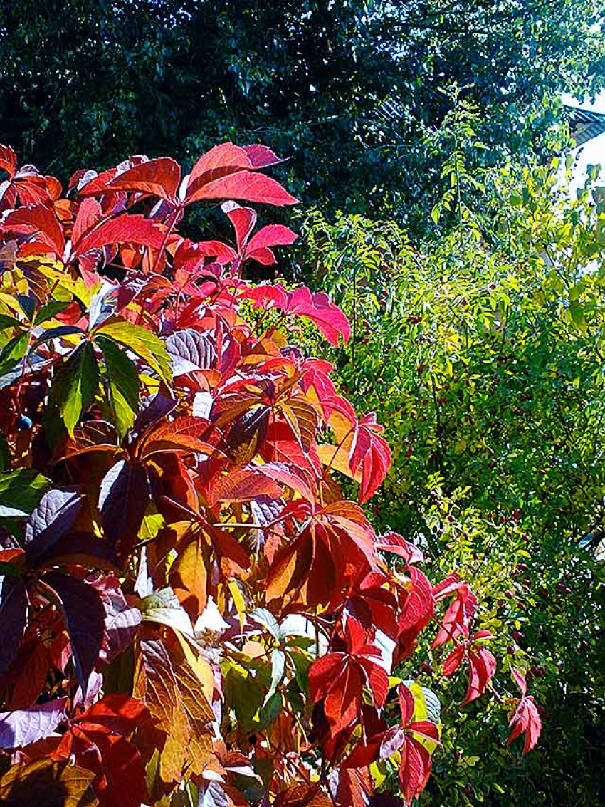 В Камышине скончался экс-сотрудник городской администрации, директор Камышинского филиала регионального учебного центра «Полипроф» Евгений Лапшин - предположительно от COVID