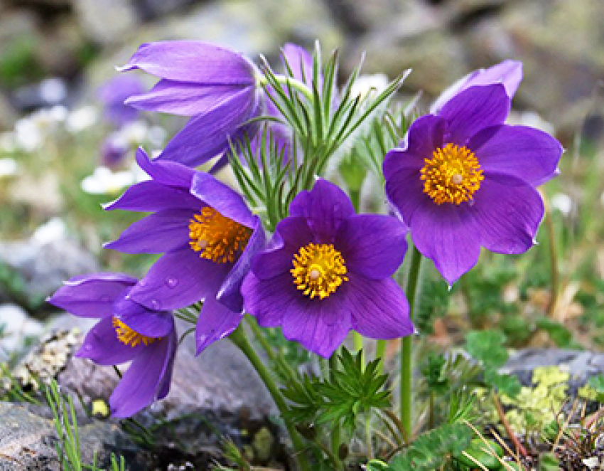 Накануне 8 Марта в Волгоградской области присмотрят за торговцами первоцветами