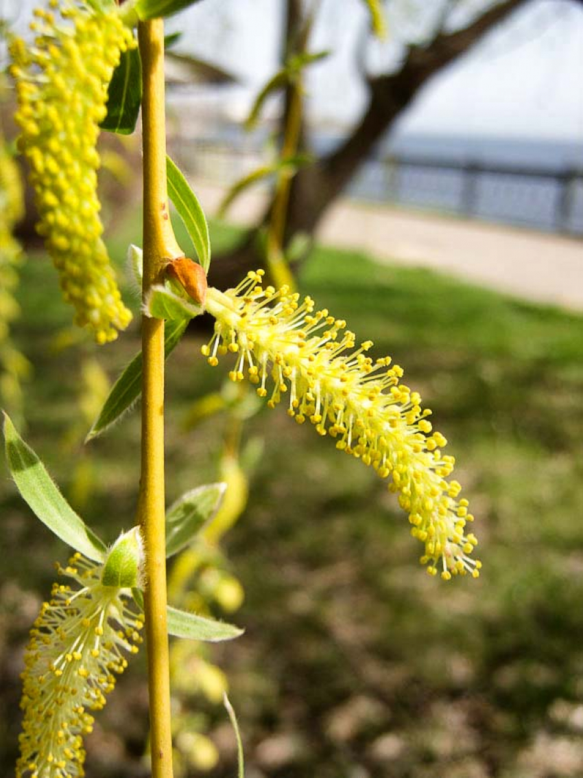 Жару до +28-ми градусов спрогнозировали синоптики в Камышине в воскресенье 21 апреля - перед полуночной грозой