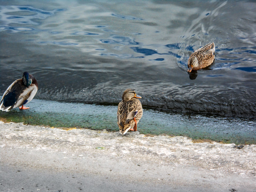 Дикие утки встречают «бабье лето» в Камышине