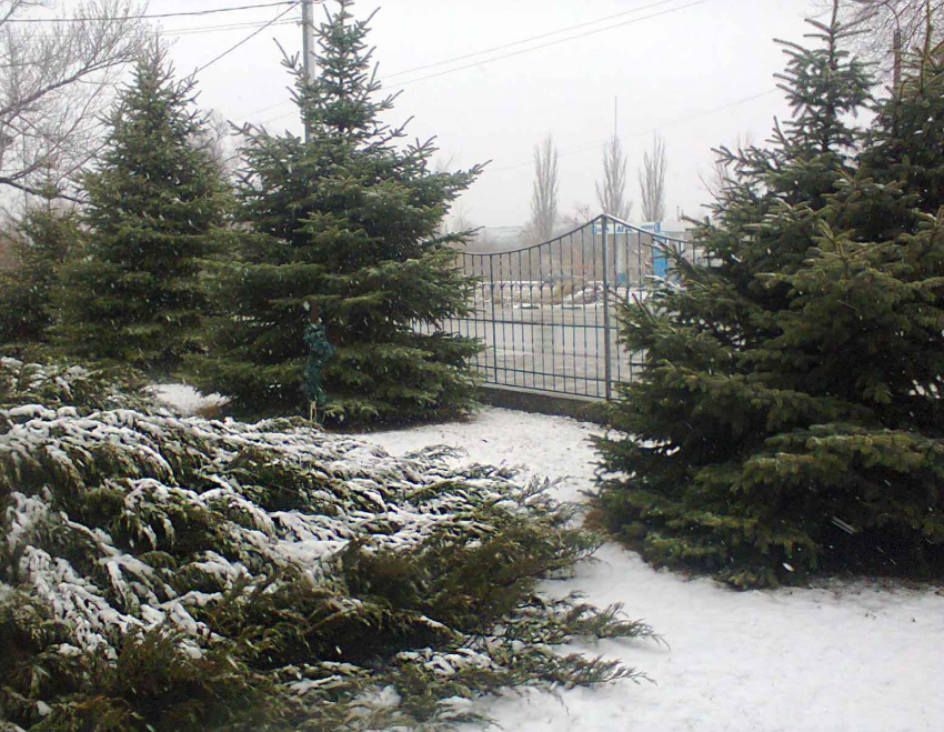 Камышин немного присыпало снегом перед полуночным наступлением морозов 6 января