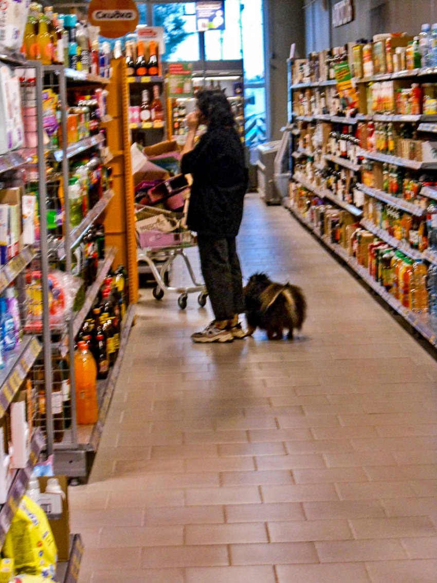 Почему в Камышине в магазинах собаки трутся около продуктов? - камышанин