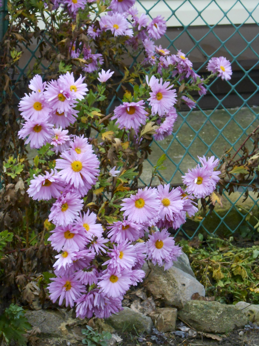 При южном ветре камышан ждет теплая суббота 29 ноября