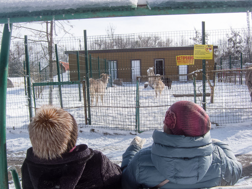 В городском парке Камышина даже зимой не заканчивается очередь на лавочку у мини-зоосада