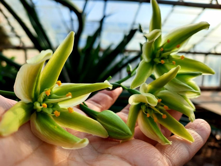 Уникальное зрелище раскрывания бутонов цветка- «самоубийцы» смогут наблюдать посетители ботанического сада в Волжском