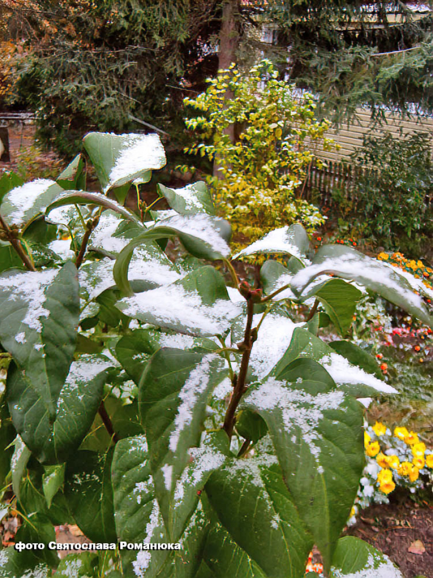 Синоптики назвали дату первого снега в Камышине