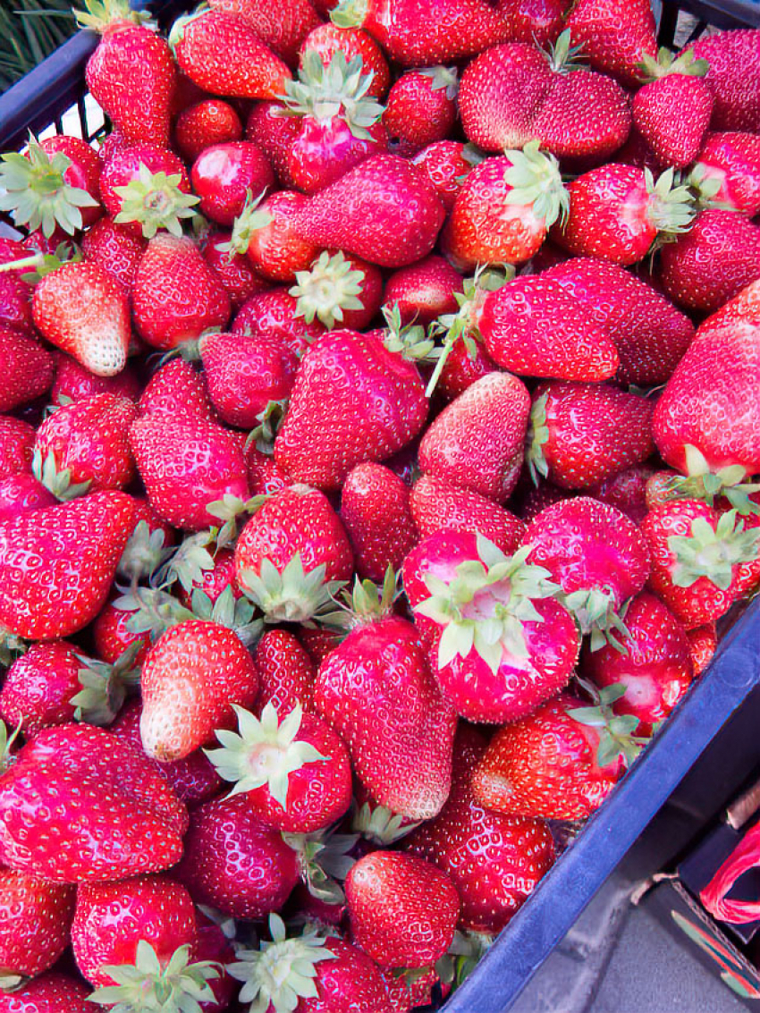 СПК «Мичуринский» из Камышинского района вышел в лидеры по производству ягод