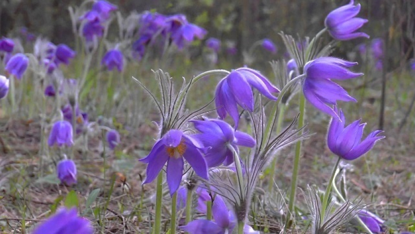 В начале мая в Камышинском природном парке «Щербаковский» можно насладиться прекрасными первоцветами