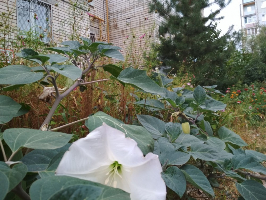 В центральную городскую больницу Камышина доставили с отравлением двух парней, наевшихся семян «красивых белых цветов"