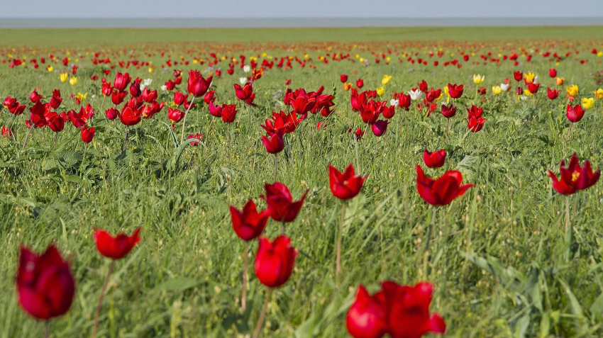 Как притягивают тюльпановые поля в Калмыкии