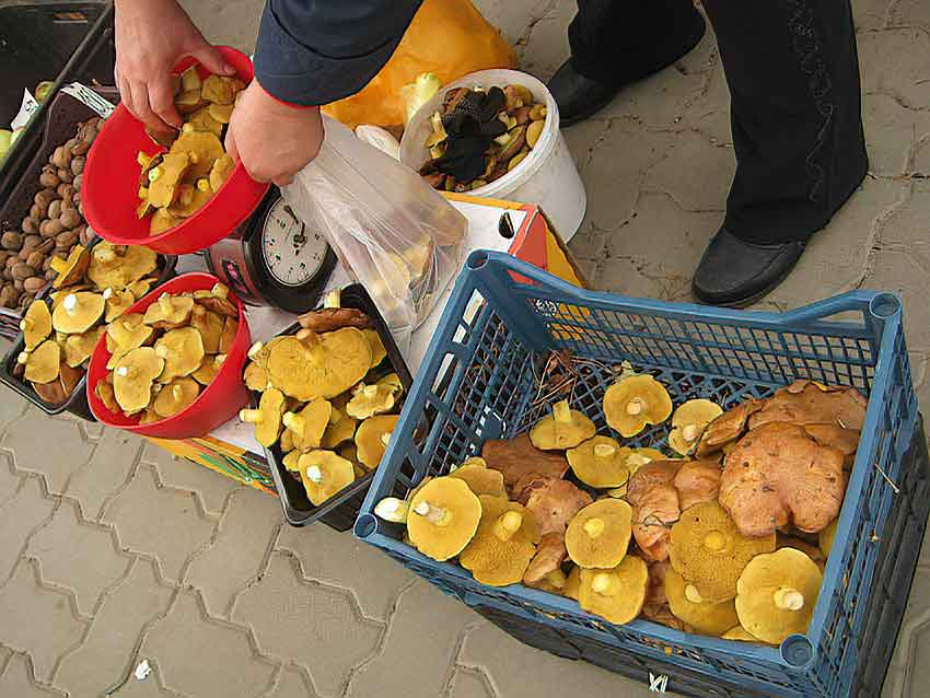 В Камышине рынки завалены грибами
