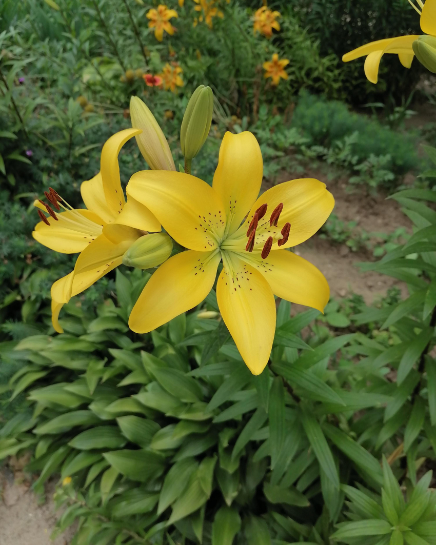 Солнце, дождь и магнитная буря: погода в Камышине 23 июня