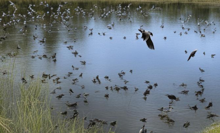 Когда в Камышинском районе откроется охота на птиц