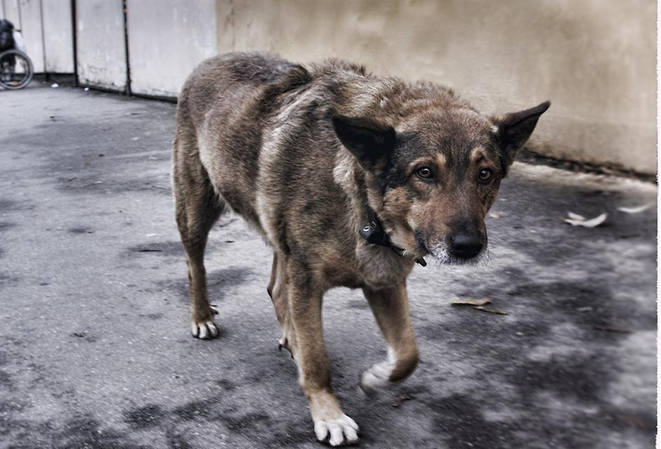 Сегодня утром в Камышине отстреливали бездомных собак...