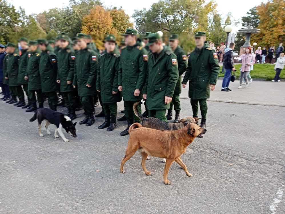 Главу поселения оштрафовали за игнорирование проблем с бродячими собаками