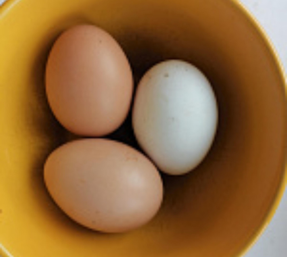 Яйца снизу. Яйцо куриное. Удлиненные куриные яйца. Попугайное яйцо.