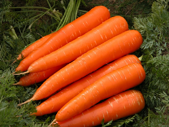 морковь.png