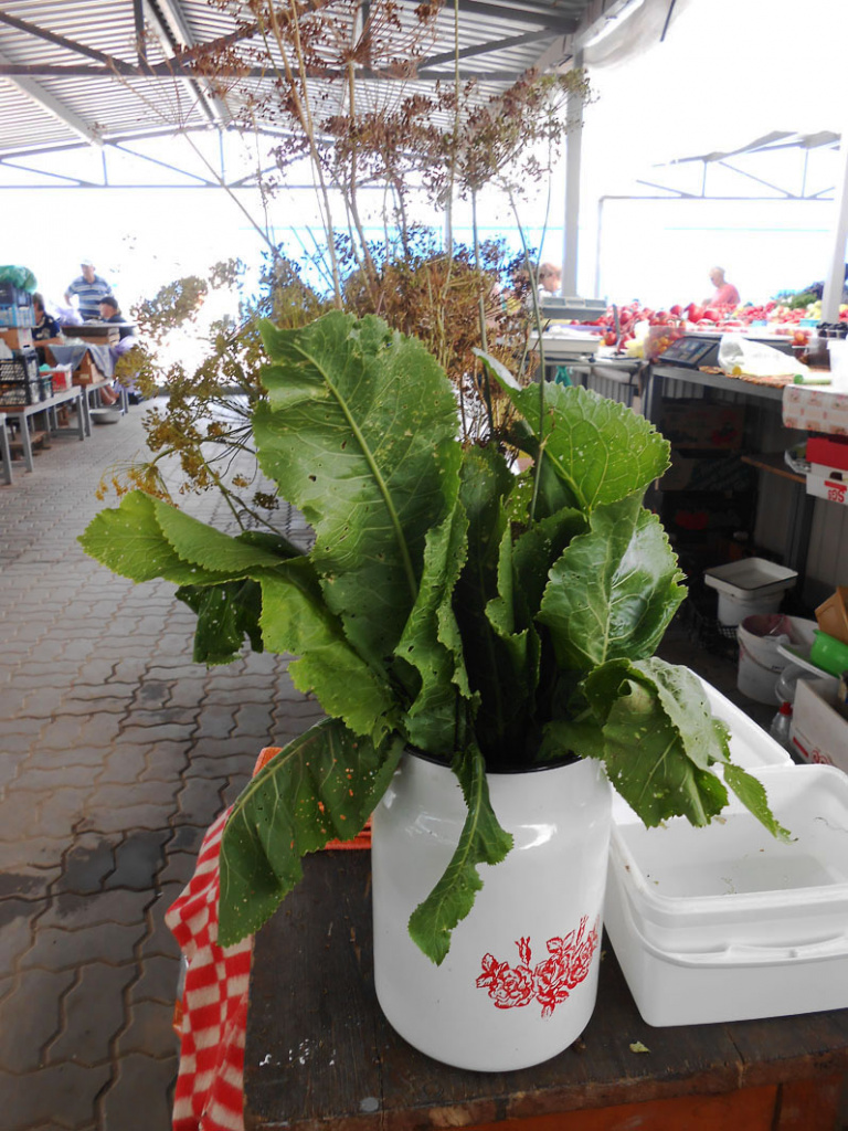 DSCN13037.jpg