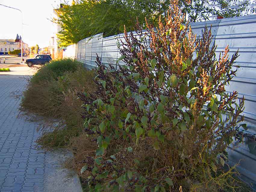 CRW_5055.jpg CRW_5055.jpg